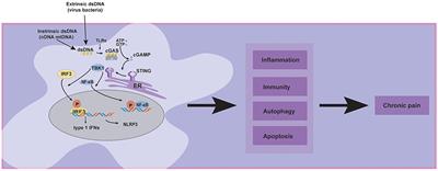 What role of the cGAS-STING pathway plays in chronic pain?